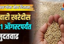 शेतकऱ्यांना मोठा दिलासा ; ज्वारी खरेदीस ३१ ऑगस्टपर्यंत मुदतवाढ