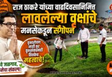 राज ठाकरे यांच्या वाढदिवसानिमित्त लावलेल्या वृक्षांचे मनसेकडून संगोपन