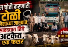बैल चोरी करणारी टोळी पोलिसांच्या जाळ्यात; सावद्यात तिघे अटकेत, एक फरार