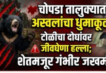 चोपडा तालुक्यात अस्वलांच्या टोळीचा धुमाकूळ; दोघांवर हल्ला, शेतमजूर गंभीर जखमी