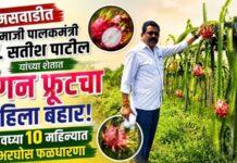 तामसवाडीत माजी पालकमंत्री डॉ. सतीश पाटील यांच्या शेतात ड्रॅगन फ्रूटचा पहिला बहार ; अवघ्या १० महिन्यांत भरघोस फळधारणा