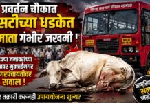 प्रवर्तन चौकात एसटीच्या धडकेत गोमाता गंभीर जखमी ; भटक्या जनावरांच्या प्रश्नावर मुक्ताईनगर नगरपंचायतीवर सवाल