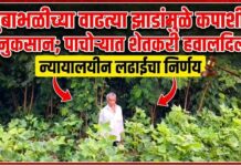 सुबाभळीच्या वाढत्या झाडांमुळे कपाशीचे नुकसान; पाचोऱ्यात शेतकरी हवालदिल, न्यायालयीन लढाईचा निर्णय