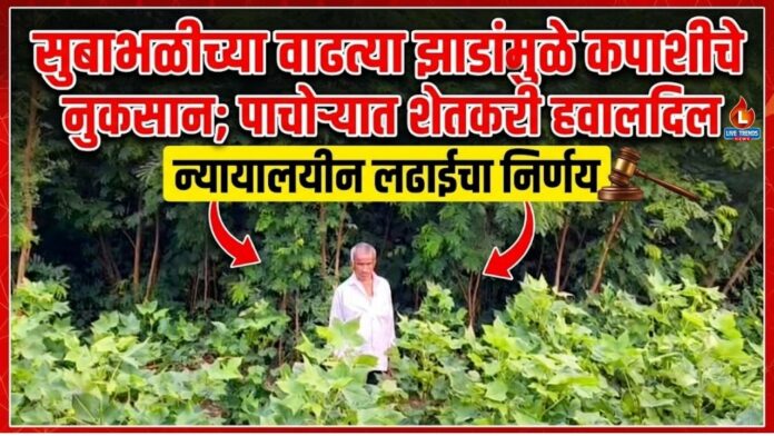 Pachora farmer