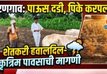 वरणगाव परिसरात पावसाने दडी मारल्याने पिके करपली ; शेतकरी हवालदिल, कृत्रिम पावसाची मागणी