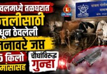 यावलमध्ये तळघरात कत्तलीसाठी बांधून ठेवलेली जनावरे जप्त ; ६५ किलो गोमांसासह चौघांविरुद्ध गुन्हा