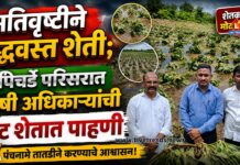 अतिवृष्टीने उद्ध्वस्त शेती; पिचर्डे परिसरात कृषी अधिकाऱ्यांची थेट शेतात पाहणी