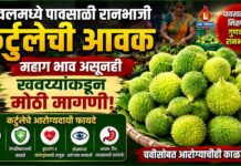 यावलमध्ये पावसाळी रानभाजी कर्टुलेची आवक ; महाग भाव असूनही खवय्यांकडून मोठी मागणी