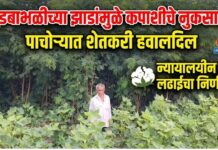सुडबाभळीच्या वाढत्या झाडांमुळे कपाशीचे नुकसान; पाचोऱ्यात शेतकरी हवालदिल, न्यायालयीन लढाईचा निर्णय
