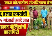 अडावद पोलिसांची कामगिरी ; २६ हजार रुपयांची १७५ गांजाची झाडे जप्त ; मध्य प्रदेशातील संशयिताला बेड्या