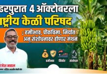पंढरपुरात ४ ऑक्टोबरला राष्ट्रीय केळी परिषद ; हमीभाव, पीकविमा, निर्यात अन् संशोधनावर होणार मंथन