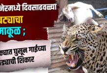 विटनेरमध्ये दिवसाढवळ्या बिबट्याचा धुमाकूळ ; गोठ्यात घुसून गाईच्या बछड्याची शिकार