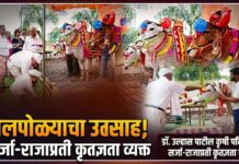 डॉ. उल्हास पाटील कृषी परिसरात बैलपोळ्याचा उत्साह; सर्जा-राजाप्रती कृतज्ञता व्यक्त