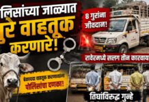 पोलिसांच्या जाळ्यात गुरे वाहतूक करणारे! रावेरमध्ये सलग तीन कारवाया, तिघांविरुद्ध गुन्हे