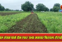 हतबल शेतकऱ्याने दोन एकर उभ्या मकावर फिरवला रोटाव्हॅटर!
