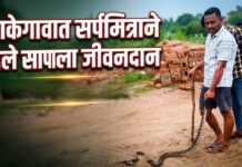 साकेगावात सर्पमित्राने दिले सापाला जीवनदान