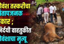 गोवंश तस्करीचा संतापजनक प्रकार; निर्दयी वाहतुकीत गोवंशाचा मृत्यू