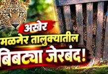 अखेर अमळनेर तालुक्यातील बिबट्या जेरबंद!