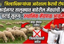 जिल्हाधिकाऱ्यांच्या आदेशाला केराची टोपली? मुक्ताईनगर तालुक्यात बाहेरील मेंढ्यांची अवैध चराई सुरूच ; स्थानिक मेंढपाळ आक्रमक