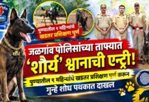 जळगाव पोलिसांच्या ताफ्यात ‘शौर्य’ श्वानाची एन्ट्री! पुण्यातील ९ महिन्यांचे खडतर प्रशिक्षण पूर्ण करून गुन्हे शोध पथकात दाखल