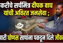 फेकरीचे सर्पमित्र दीपक वाघ यांची अविरत जनसेवा ; विषारी घोणस सापांना पकडून दिले जीवदान