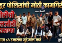 पहूर पोलिसांची मोठी कामगिरी ! पिंपळगाव गोलाईत येथील चोरीची बैलजोडी हस्तगत ; २ लाख ८५ हजारांचा मुद्देमाल जप्त