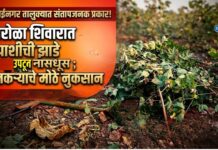 मुक्ताईनगर तालुक्यात संतापजनक प्रकार! सारोळा शिवारात कपाशीची झाडे उपटून नासधूस ; शेतकऱ्याचे मोठे नुकसान
