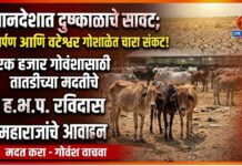 खानदेशात दुष्काळाचे सावट; समर्पण आणि वटेश्वर गोशाळेत चारा संकट! एक हजार गोवंशासाठी तातडीच्या मदतीचे ह.भ.प. रविदास महाराजांचे आवाहन