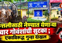 कत्तलीसाठी नेण्यात येणाऱ्या चार गोवंशांची सुटका ; एकाविरुद्ध गुन्हा दाखल