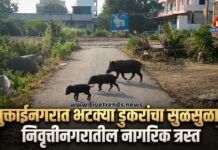 मुक्ताईनगरात भटक्या डुकरांचा सुळसुळाट! निवृत्तीनगरातील नागरिक त्रस्त