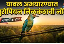 यावल अभयारण्यात युरोपियन निळकंठाची नोंद