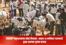 शेतकरी-पशुपालकांना मोठा दिलासा : तब्बल १४ वर्षांनंतर पालमध्ये पुन्हा भरणार गुरांचा बाजार