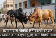 वरणगावात मोकाट जनावरांची दहशत! भररस्त्यात दोन वळूंची झुंज; नागरिकांची धावपळ
